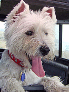 west highland terrier rescue florida