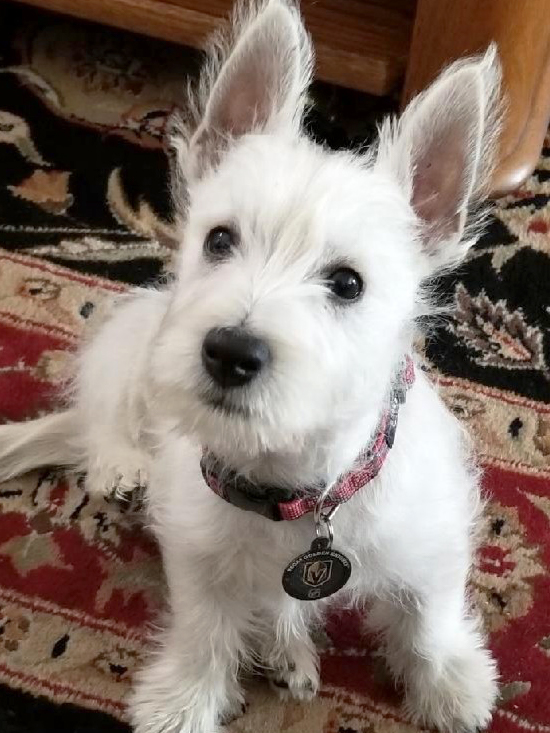 cost of a westie